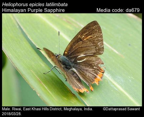 Heliophorus epicles | Butterfly