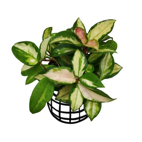 Hoya Carnosa 'Krimson Princess' - Hoya - soiled.in