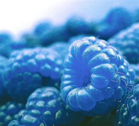 Blue Raspberries Real Fruit