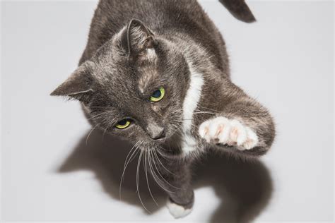 Image result for Scared Scratch Cat