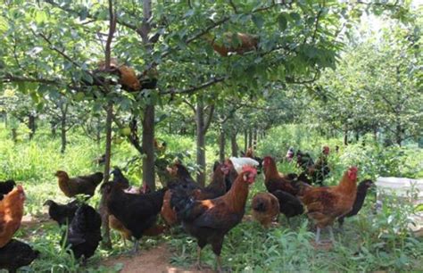 [土鸡批发] 农家优质生态鸡，全程喂玉米和青菜！品质有保障价格16元/斤 - 惠农网