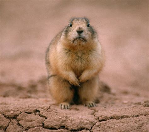 Image result for Domesticated Prairie Dogs