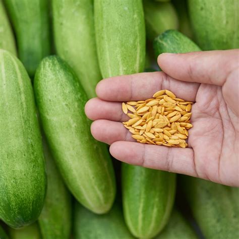 Kafka F1 Hybrid Cucumber – Agro Earth Impex