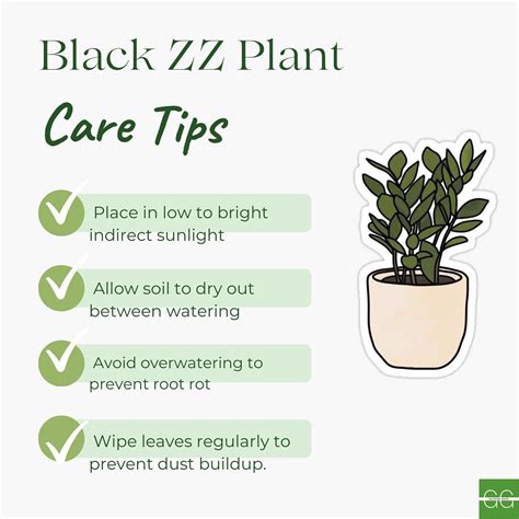 Black ZZ Plant Care Guide