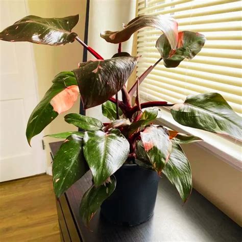 Pink Princess (Philodendron Erubescens) with Moss Stick - Plant – Lalit ...