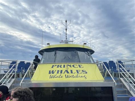 Prince of Whales - Whale Watching Adventures (Victoria) - 2022 What to ...