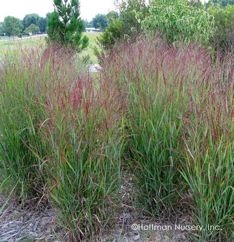 Panicum Virgatum Shenandoah