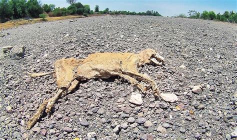 Heart-breaking pictures of the drought that has hit Maharashtra- Mumbai ...