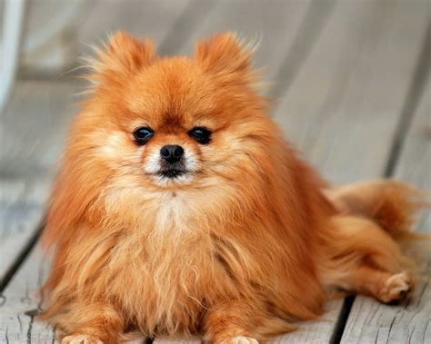 Pomeranian Dog : Temperament, Exercise and Grooming - InspirationSeek.com