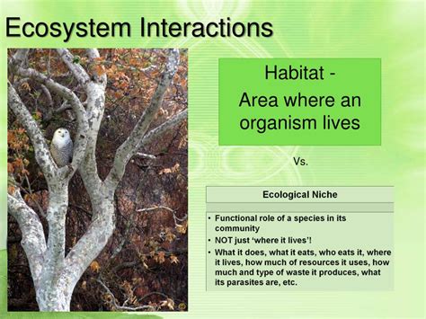 Ecology 的图像结果
