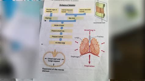 Image result for Inhalation Process Book
