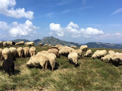 A good hike with splendid views! - Reviews, Photos - Muntele Rosu (Red ...