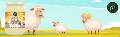 PH's Organic Sheep Milk Ghee 250 Ml | Bilona Method | Very Rare | Most ...