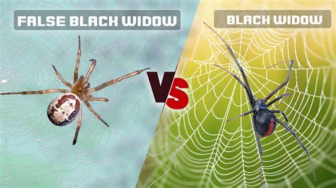 Brown Recluse vs Wolf Spider: Identify the Differences