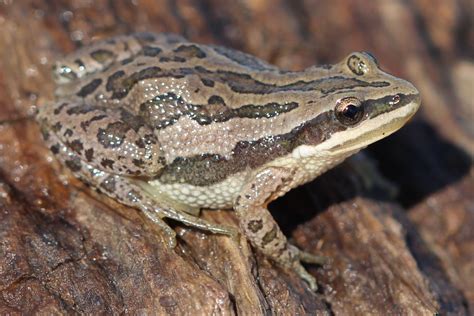 14 Types of Frogs in Ohio (With Pictures and Identification)