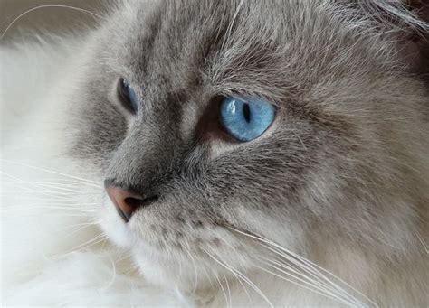 Image result for Ragdoll Engine GUI Script