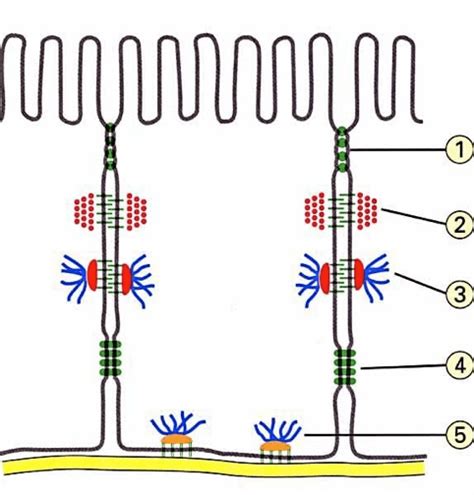 Rezultat imagine pentru Intercellular Junctions