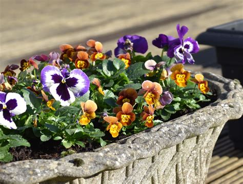 Your Guide to Pansies and Violas