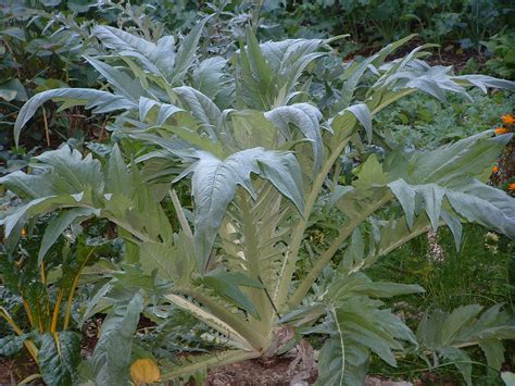 Garden Housecalls - Cardoon
