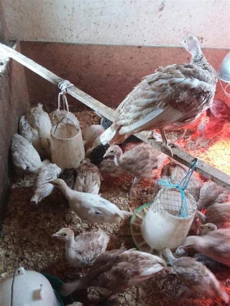 Image result for Turkey Brooder