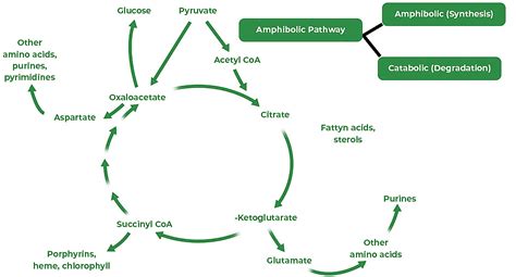 Respiratory Balance Sheet and Quotient - Biology for EmSAT Achieve PDF