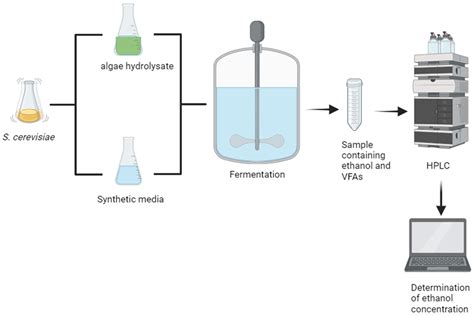 Green Macroalgae Hydrolysate for Biofuel Production: Potential of Ulva ...
