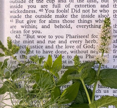 Herbs of the Bible (and Spices) - Garden In Delight