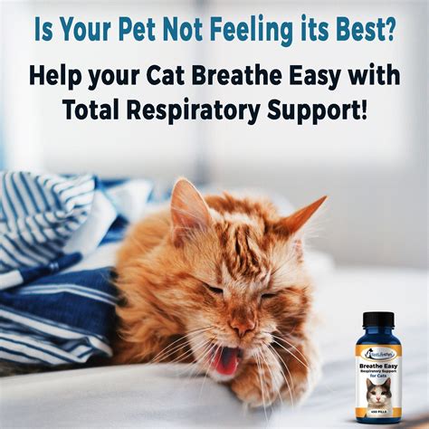 cat flu