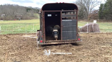 Image result for Loading Goats On Trailer