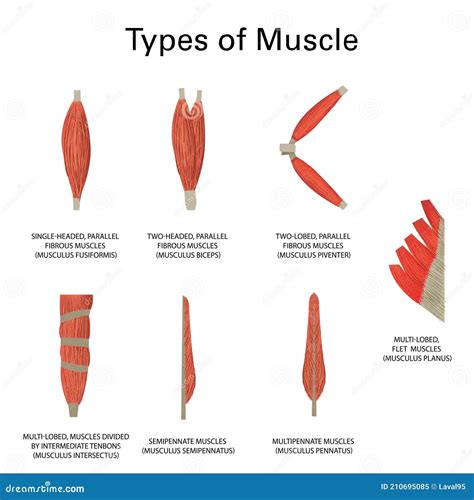 Muscle Types Stock Illustration | CartoonDealer.com #89989963