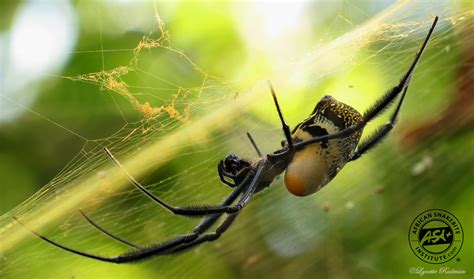 Common Garden Orb Web Spider South Africa | Fasci Garden