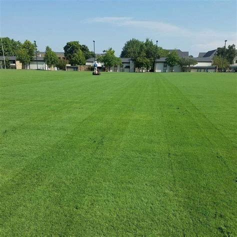 The 7 Best Bermuda Grass Seeds (Reviews, Tips & Buying Guide 2024)