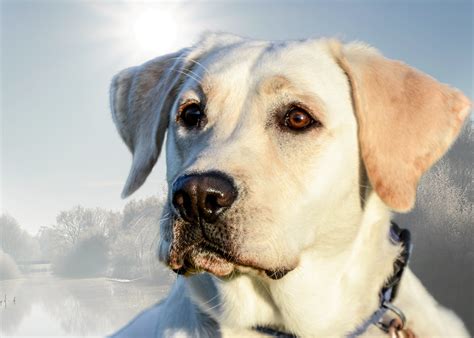 Labrador Retriever Eye Color 的图像结果