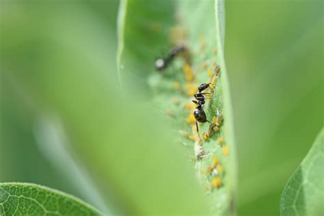 Ants eating oleander aphids | FWS.gov