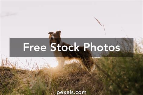 Image result for Download Video Coli