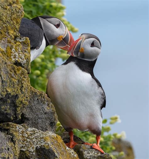 audubonsocietyAdam captured this beautiful photo of an Atlantic Puffin ...