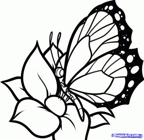 how to draw a butterfly and so many more | Butterfly drawing, Flower ...