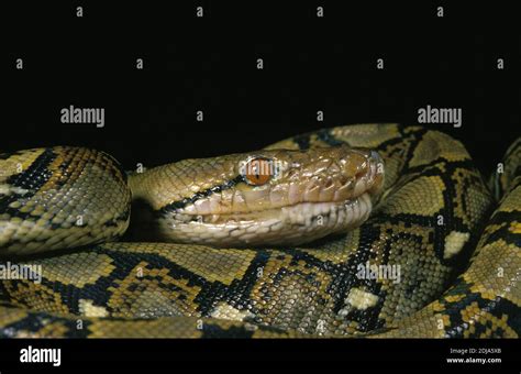 Reticulated Python Power 的图像结果