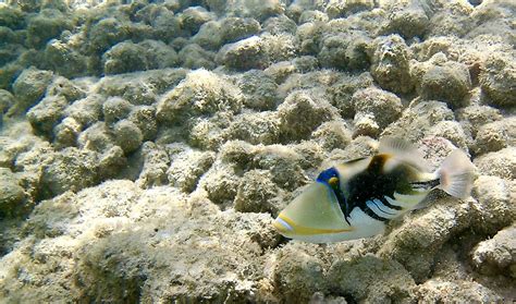 Hawaii State Fish: It's a Mouthful!