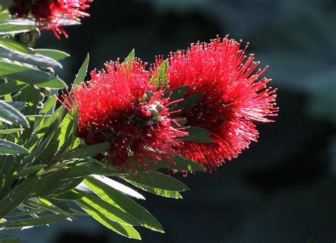Bottlebrush | Callistemon ‘Little John’ - Native Plant Project