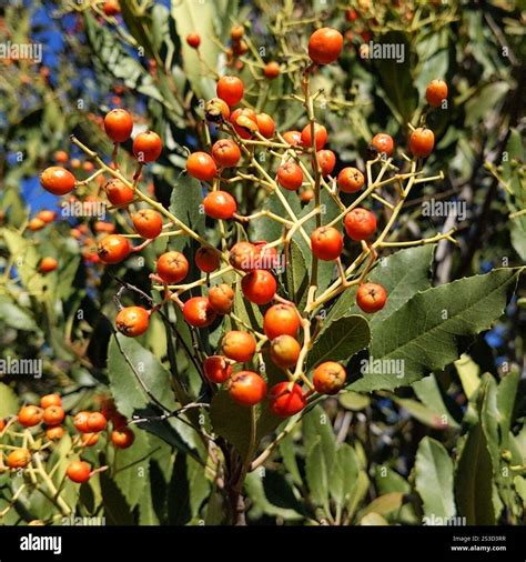 Toyon (Heteromeles arbutifolia Stock Photo - Alamy