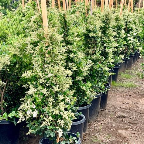 Best Landscaping Plants for Southern California | Coastal Luxury Real ...