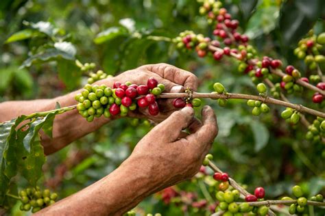 Challenges In Coffee Farming - Leo Coffee