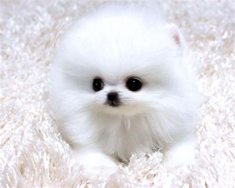 Download Soft Pomeranian Puppy Picture | Wallpapers.com