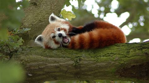 Cute Red Panda Wallpapers - Top Free Cute Red Panda Backgrounds ...