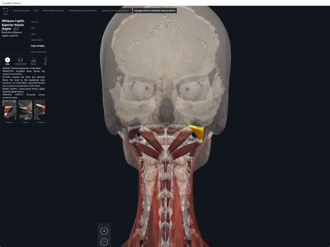 Obliquus Capitis Superior