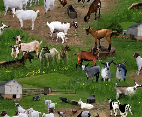 Farm Animals Wallpaper (58+ images)