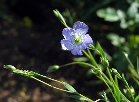 Linum usitatissimum - Изображение особи - Плантариум