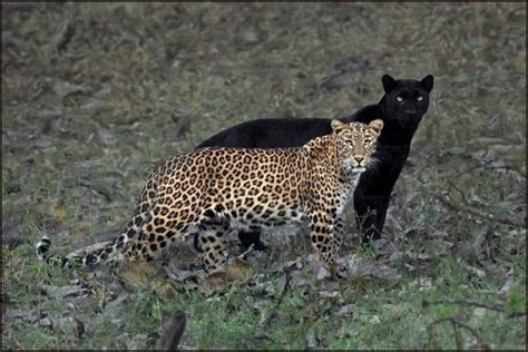 Bagheera From The Jungle Book: Wildlife Photographer Shares Surreal ...