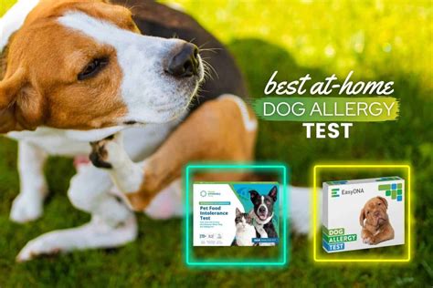 Best At-Home Dog Allergy Test Kits of 2023 - Reviews & Top Picks ...